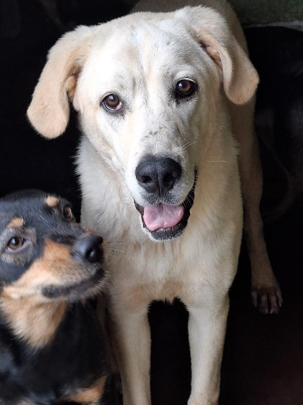 CREMINO - simil labrador di 1 anno Foto 3